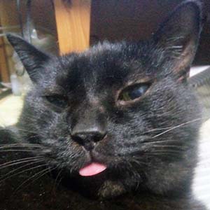 アイコンの猫